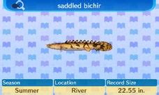 Discover the Rare and Fascinating Saddled Bichir in Animal Crossing New Leaf